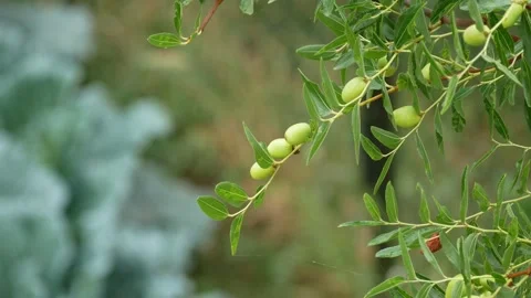 Jujube, giuggiolo Stock Footage 161643110