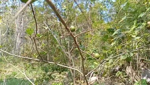 Jujube grows in shady gardens. Stock Footage 339418897