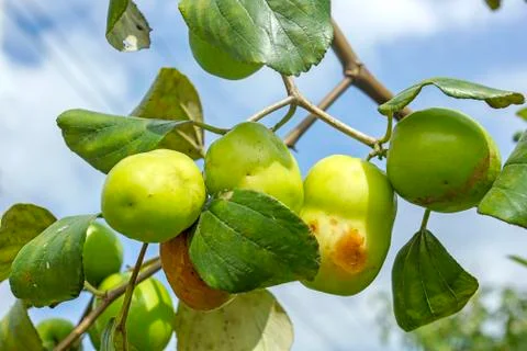 Jujube incomplete Stock Photos