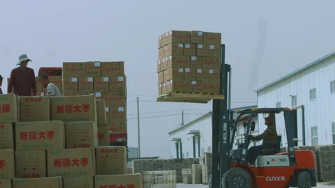 Jujube transportation Stock Footage 240974458