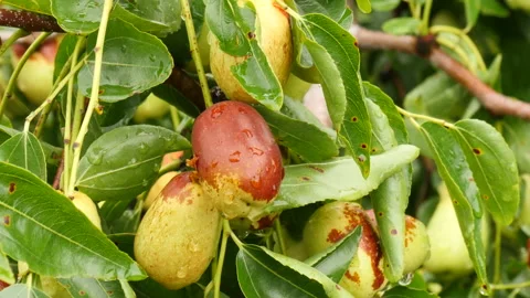 Jujube tree on raindrop leaves dew 库存影片 163997214