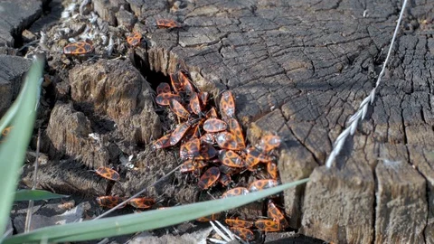 Juki Stock Footage 110922623