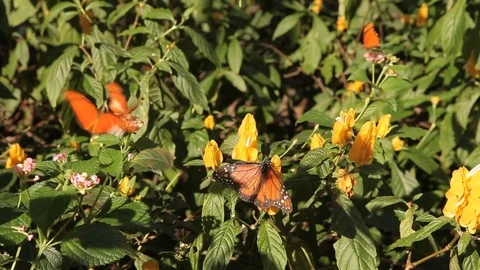 Julia butterflies flying Stock Footage 78238780
