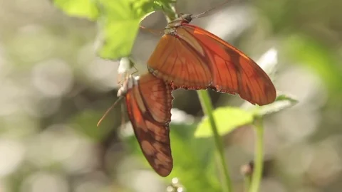 Julia Butterflies on leaf Stock Footage 73234548