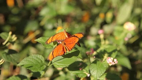 Julia Butterflies on leaf Stockbeeldmateriaal 75457654