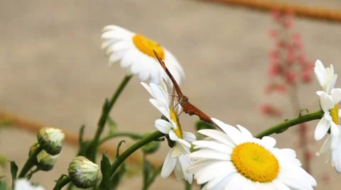 Julia butterfly on a daisy flower Stock Footage 65004797