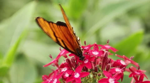 Julia Butterfly Drinking Nectar on Flowers Stock Footage 60957078