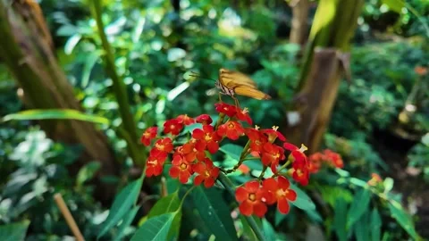A julia butterfly flying  in slow motion Stock Footage 306095149