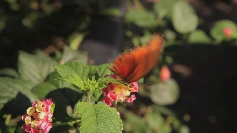Julia butterfly on leaf Stock Footage 77842566