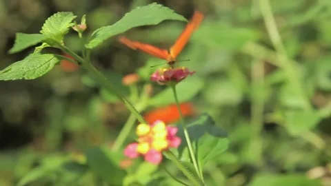 Julia butterfly on leaf Stock Footage 77842574