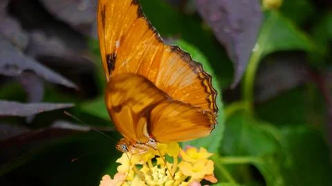 Julia Butterfly Stockfoto's