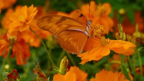 Julia Butterfly Stockfoto's