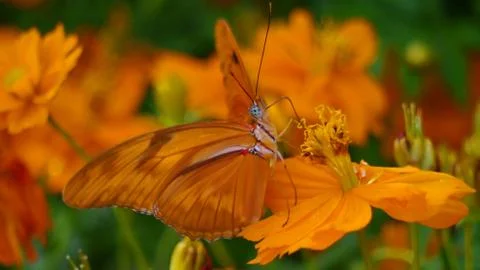 Julia Butterfly Stockfoto's