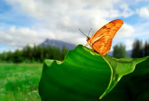 Julia butterfly Stock Photos