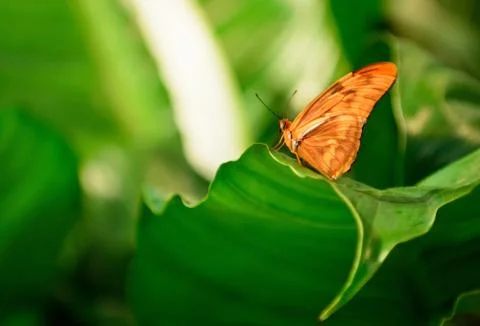 Julia butterfly Stock Photos