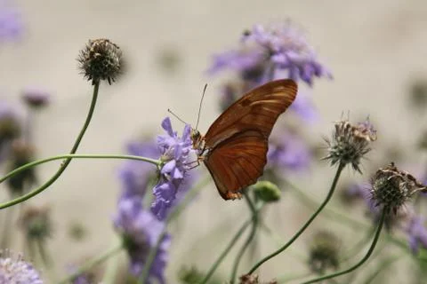 Julia butterfly Stock Photos