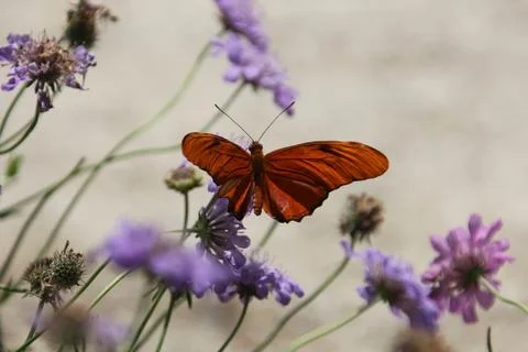 Julia butterfly Stock Photos