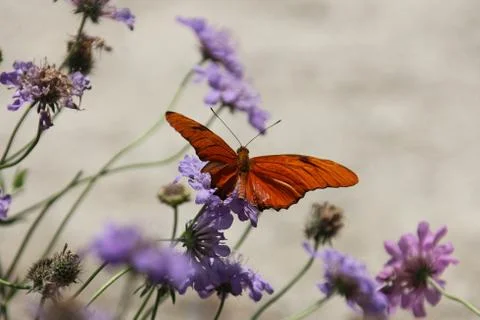 Julia butterfly Stock Photos