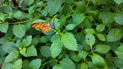 A julia butterfly in slow mo Stock Footage 297122161