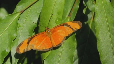  julia Heliconian butterfly Stock Footage 244347141