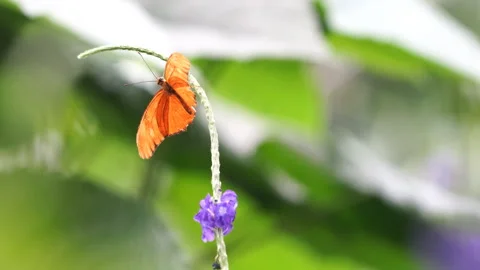 Julia Heliconian Dryas iulia pm Porterweed-Flower Stock Footage 305693812