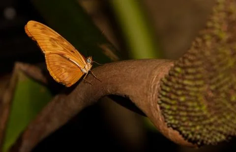 Julia Longwing Butterfly 스톡 사진