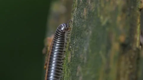 Julida eats an old tree. Видео 154635523
