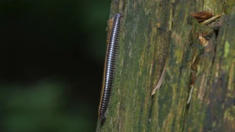 Julida sits on an old tree. Видео 154635559