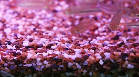 Jullien's mud carp fish Stock Footage 46194193