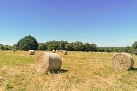 Jully meadow Stock Photos