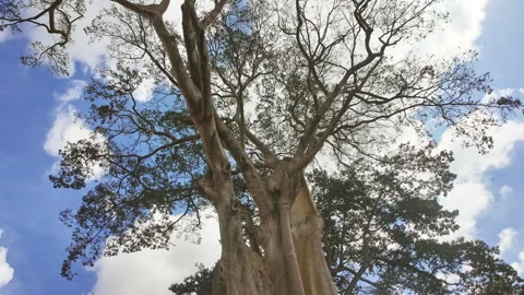 July 23, 2026, Motion Lapse of Bayan Ancient Tree and visitors, Bali, Indonesia Stock Footage 346799046