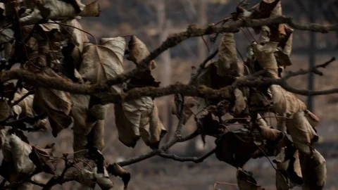 July 29 2018 London Wanstead Flats Close up wildfire damaged leaves and branches Stock Footage