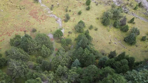 July 5, 2025 Forests, grasslands, and lakes on the Tibet Plateau Stock Footage 318733232