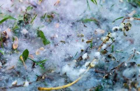 July fluff in the grass Stock Photos
