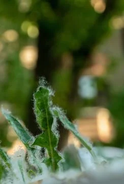 July fluff in the grass Stock Photos