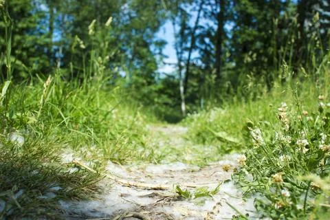 July fluff in the grass Stock Photos