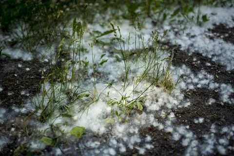 July fluff in the grass Stock Photos