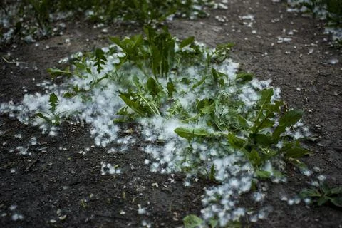 July fluff in the grass Stock Photos