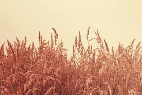 July grass Foto stock