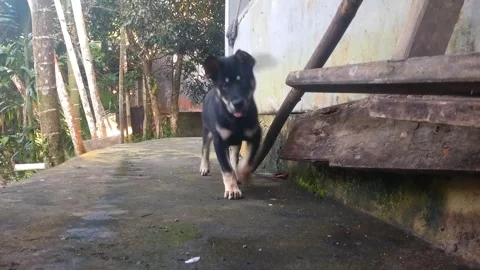 Juma is a loyal dog Stock Footage 243074528