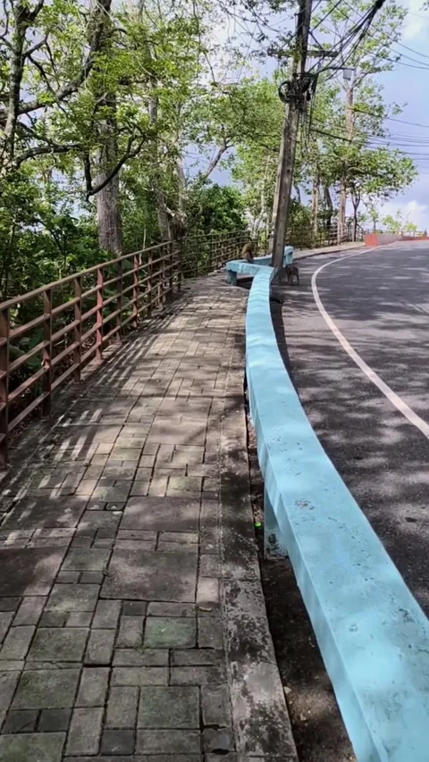 Jumb of monkey Stock Footage 281624781