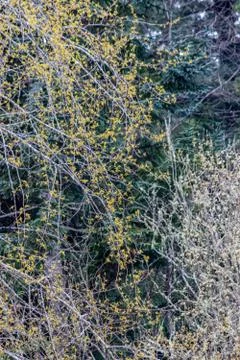 Jumble of branches Stock-Fotos