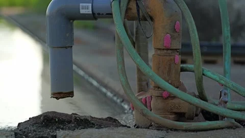 Jumbo apple snail eggs attached to water pipes Stock Footage 279521644