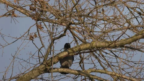 Jump of a crow on a branch, 4K slomo Stock Footage 170159672