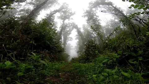 Jump dog 스톡 동영상 83844688