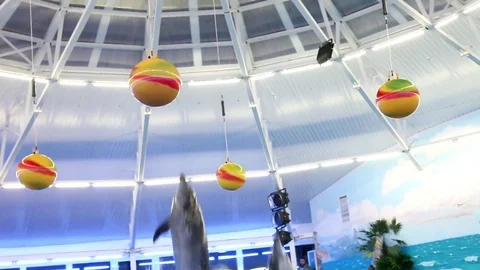 Jump dolphins in dolphinariums Video stock 80362443