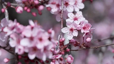 Jump Focus Peach Blossoms Dancing in the Wind Stock Footage 172327942