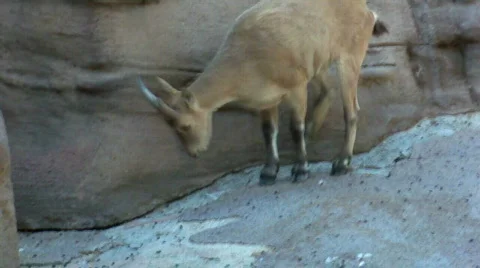 Jump Stock Footage 512233