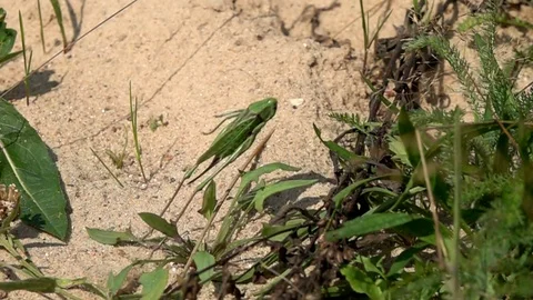Jump of a green grasshopper, slow motion Stock Footage 80138382