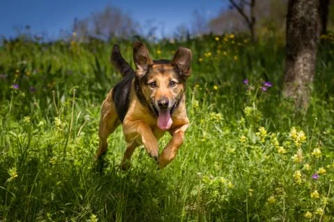 Jump Foto stock